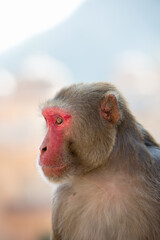 Obraz premium Portrait of Indian monkey at a temple in Jaipur