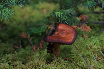 カナダのカナディアンロッキー、バンフ国立公園. ジャスパー国立公園