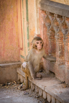 Portrait of Indian monkey at a temple in Jaipur