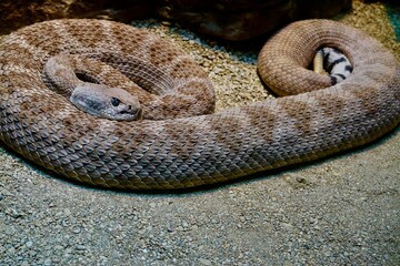 Rattlesnake