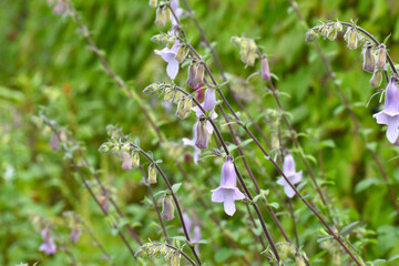 ケラトテカ・トリロバ（ワイルドフォックス）の紫色の小さな花（日本の大船フラワーセンター）