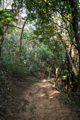 beautiful morning in the forest