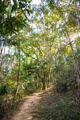 beautiful morning in the forest