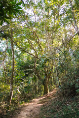 beautiful morning in the forest