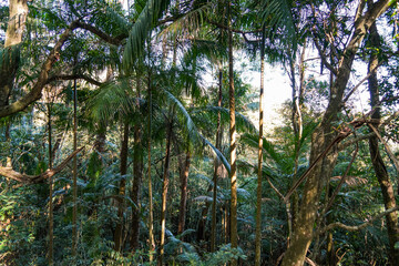 beautiful morning in the forest