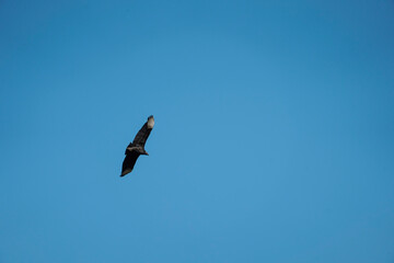 flying Vulture bird in the sky