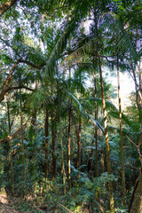 beautiful morning in the forest