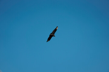 flying Vulture bird in the sky