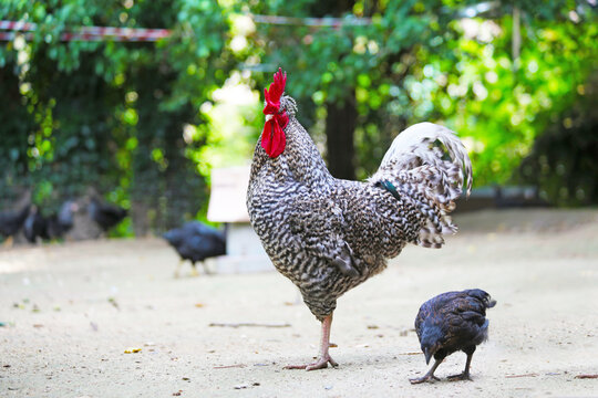 hens coks little chickens in a farm
