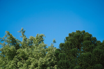 tree branches against blue sky