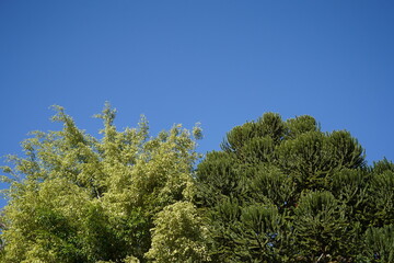 tree branches against blue sky