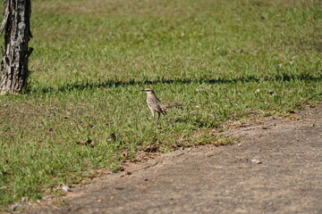 bird in the grass