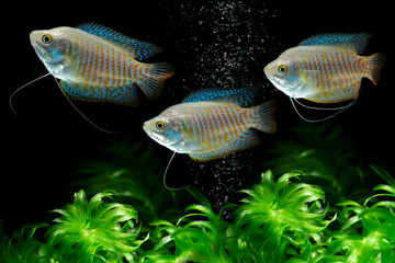 Dwarf gourami (Colisa lalia) freshwater fish