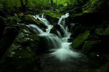 Mossy valley.Beautiful mountain stream with moss covered stone,