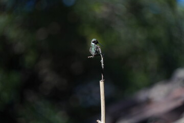 Amethyst Woodstar Hummingbird perched on small branch