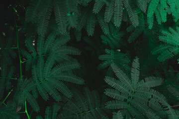 Fototapeta na wymiar green leaves background selective focus