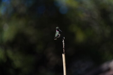 Amethyst Woodstar Hummingbird perched on small branch