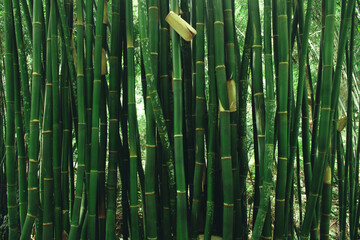 Bamboo in the morning natural background ,selective focus