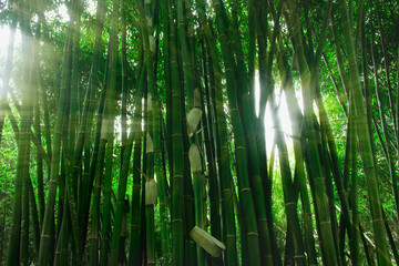 Bamboo in the morning natural background 