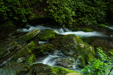 Naklejka na ściany i meble Mossy valley.Beautiful mountain stream with moss covered stone,