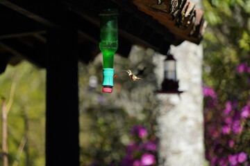 Amethyst Woodstar Hummingbird perched on small branch