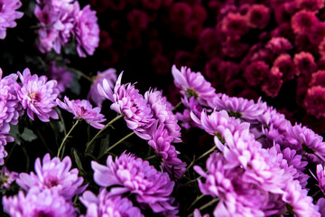  Beautiful Chrysanthemum flower in the garden.
