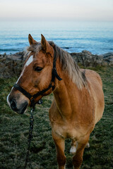 Obraz premium koń na wolności