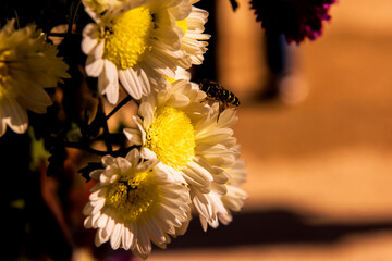  Beautiful Chrysanthemum flower in the garden.