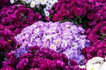  Beautiful Chrysanthemum flower in the garden.