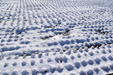 雪が積もった水田