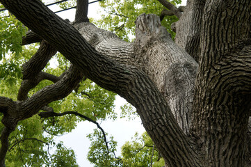 大樹の枝