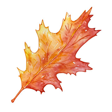 watercolor autumn bright leaf