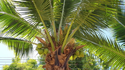 Coconut with coconuts palm tree are Perennial plant and fruit, coconut bunch on uprisen angle, fragrant coconut, Young Nam-Hom coconut for drinking