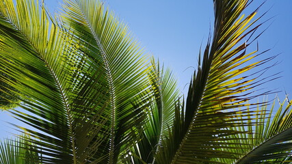 coconut leaves, coconuts palm tree on uprisen angle. with clear sky. Young Nam-Hom coconut for drinking