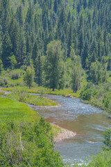 Beautiful view of Stoner Creek running through San Juan National Forest in Montezuma County, Colorado