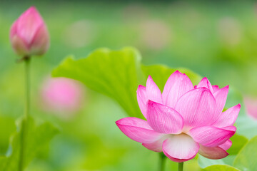 上野不忍池のハス