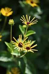 Rudbeckia 'Henry Eilers' / Rudbeckia is a flower of Asteraceae that produces bright yellow flowers in the summer.