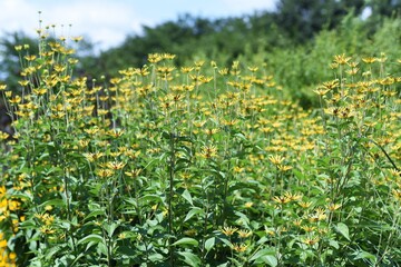 Rudbeckia 'Henry Eilers' / Rudbeckia is a flower of Asteraceae that produces bright yellow flowers in the summer.