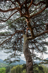 Fototapeta premium Wonderful isolated Pine tree and branch in garden, back ground blue sky.