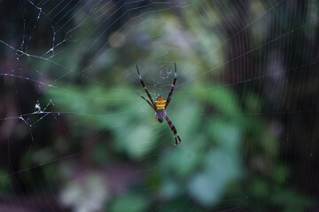 a spider with one leg missing