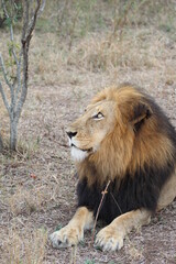 Lion, Kapama Game Reserve, South Africa.