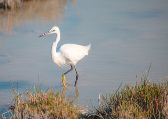Great Egret (Ardea alba) feeding in natural area 