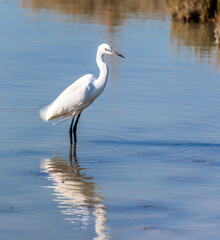 Great Egret (Ardea alba) feeding in natural area 