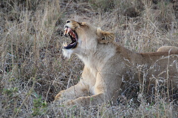 Lion, Kapama Game Reserve, South Africa.