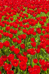 Fototapeta premium Beautiful landscape with tulip field 