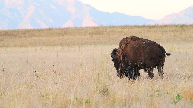 One male bison handheld view grazing on grass eating plants on Antelope Island State Park near Great Salt Lake City in Utah, USA
