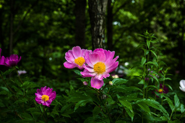 Obraz premium The beautiful isolated Peony flower in garden.