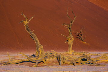 The dry lake with dry trees