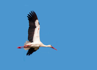 White Stork flying in blue sky 
