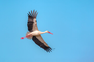 White Stork flying in blue sky 